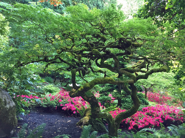 divi tree